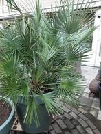 grote 2 stammige chamaerops palm, Tuin en Terras, Planten | Bomen, Ophalen of Verzenden, Volle zon, Palmboom, 100 tot 250 cm