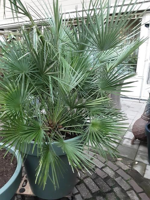 grote 2 stammige chamaerops palm, Tuin en Terras, Planten | Bomen, Palmboom, 100 tot 250 cm, Volle zon, Ophalen of Verzenden