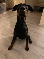 Doberman Reu 1 jaar, Dieren en Toebehoren, 15 weken tot 1 jaar, CDV (hondenziekte), Eén hond, Nederland