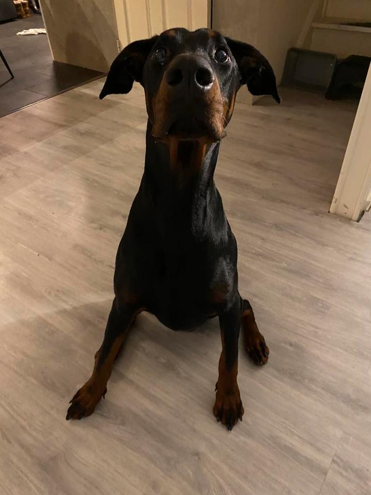 Doberman Reu 1 jaar, Dieren en Toebehoren, Honden | Bulldogs, Pinschers en Molossers, Reu, Overige rassen, Particulier, Eén hond