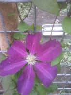 Diverse soorten clematis, Ophalen, Minder dan 100 cm