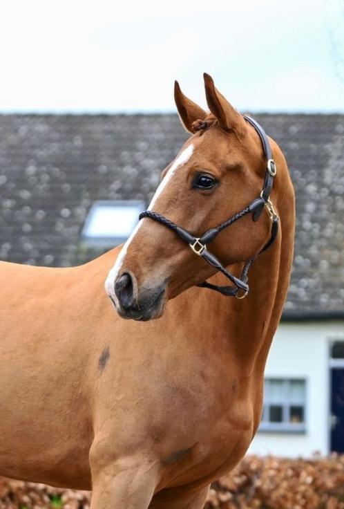 Mooi springpaard, Dieren en Toebehoren, Paarden, Merrie, Zadelmak, 160 tot 165 cm, 3 tot 6 jaar, Springpaard, Met stamboom, Gechipt