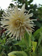 Witte ster dahlia stekken, Tuin en Terras, Bloembollen en Zaden, Knol, Voorjaar, Ophalen, Volle zon