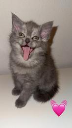 Britse korthaar, Dieren en Toebehoren, Katten en Kittens | Raskatten | Korthaar, Meerdere dieren, Ontwormd, 0 tot 2 jaar