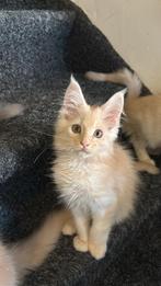 Maine coon kittens met stamboom! (Katers), Dieren en Toebehoren, Katten en Kittens | Raskatten | Langhaar, Meerdere dieren, Met stamboom