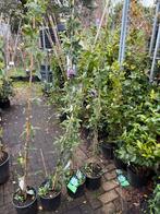 Super grote passiflora kleur blauuw 175 plus grote pot 4st, Tuin en Terras, Planten | Tuinplanten, Ophalen, Volle zon, Vaste plant