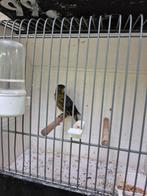 Zwart wit en geel, Dieren en Toebehoren, Vogels | Kanaries, Meerdere dieren, Kleurkanarie