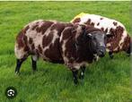 Bonte dekram gezocht, Mannelijk, Schaap