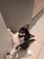 Kitten kruising Ragdoll x Britse korthaar, Dieren en Toebehoren, Katten en Kittens | Raskatten | Langhaar, Kater, Ontwormd, 0 tot 2 jaar