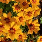 Biologische zaden, bloemen en kruiden, Ophalen, Zaad