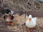 Kwakkers koppel, Dieren en Toebehoren, Pluimvee, Meerdere dieren, Eend