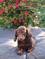 Te koop super knappe langharige dwergteckel puppy, Dieren en Toebehoren, Honden | Teckels en Dashonden, Reu, 8 tot 15 weken, Dwerg