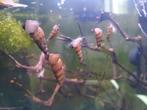 Torenslakjes laatste stuks gratis ophalen., Dieren en Toebehoren, Vissen | Aquariumvissen, Slak of Weekdier, Zoetwatervis