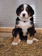 Pups Grote Zwitserse Sennen x Berner Sennen. Nog 3 teefjes, Dieren en Toebehoren, Overige rassen, CDV (hondenziekte), 8 tot 15 weken