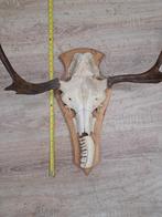 Eland schedel, Verzamelen, Ophalen of Verzenden, Zo goed als nieuw, Schedel