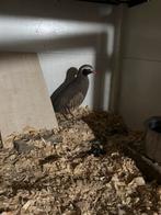 Philby patrijs, Meerdere dieren