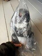 Steiff koala Yuku nieuw, Ophalen of Verzenden, Nieuw, Stoffen beer, Steiff