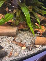 Rineloricaria spec. zweepstaart meerval, Dieren en Toebehoren, Vissen | Aquariumvissen, Vis, Zoetwatervis, Schoolvis