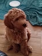 Labradoodle medium puppy's F3 mogen reeds het nest verlaten, Dieren en Toebehoren, Overige rassen, CDV (hondenziekte), 8 tot 15 weken