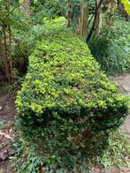 Taxus gratis ophalen, Tuin en Terras, Ophalen of Verzenden, Taxus
