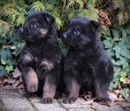 Prachtige langharige duitseherder pups️, Dieren en Toebehoren, Parvo, 8 tot 15 weken, Meerdere, Meerdere dieren