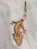 Prachtige jonge wimpergekko 100% het Axanthic, Dieren en Toebehoren, Reptielen en Amfibieën, Hagedis, Tam, 0 tot 2 jaar