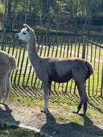 Te koop zeer mooie grijze drachtge alpaca merrie drie jaar, Mei, Vrouwelijk