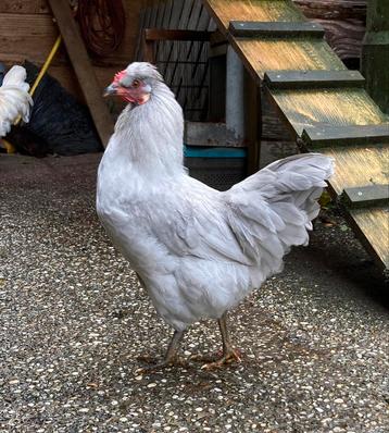 Araucana haan lavendel 5,5 maand  beschikbaar voor biedingen