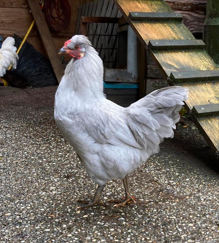 Araucana haan lavendel 5,5 maand, Dieren en Toebehoren, Pluimvee, Kip, Mannelijk