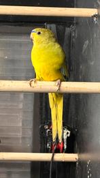 1 pop elegant parkiet te koop van feb 2025, Dieren en Toebehoren, Vogels | Parkieten en Papegaaien, Meerdere dieren, Parkiet