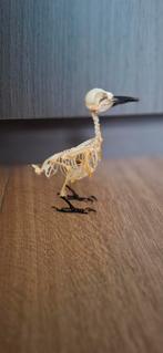 Specht Skelet - Himalaya, Verzamelen, Dierenverzamelingen, Ophalen of Verzenden, Gebruikt, Vogel, Schedel