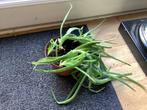 Aloe Vera, Ophalen, Halfschaduw, Minder dan 100 cm