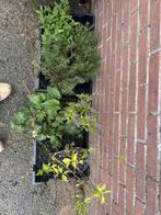Verschillende soorten planten, Tuin en Terras, Planten | Struiken en Hagen, Ophalen, Overige soorten, Minder dan 100 cm