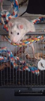 2 lieve mannetjes ratten zoeken een te huis, Dieren en Toebehoren, Knaagdieren, Rat, Maart, Mannelijk, Tam