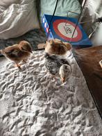 3 mooie jonge Wyandotte kuikens, Dieren en Toebehoren, Geslacht onbekend, Kip