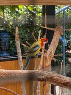 Goudmantelrosella, Dieren en Toebehoren, Parkiet