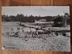 Fotokaart Schipborg - 1963, Ophalen of Verzenden, 1960 tot 1980, Gelopen, Drenthe