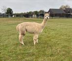2 drachtige alpaca merries te koop, Dieren en Toebehoren, Overige Dieren, April, Meerdere dieren