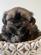 Bolonshi pups mogen nest verlaten, Dieren en Toebehoren, Honden | Chihuahua's en Gezelschapshonden, Overige rassen, CDV (hondenziekte)