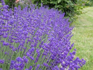 lavendel Hidcote 2 literpot €3,= 2 voor €5,= eigen kweek beschikbaar voor biedingen