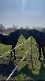 Bijrijder voor mij 2 paarden, Dieren en Toebehoren, Ophalen
