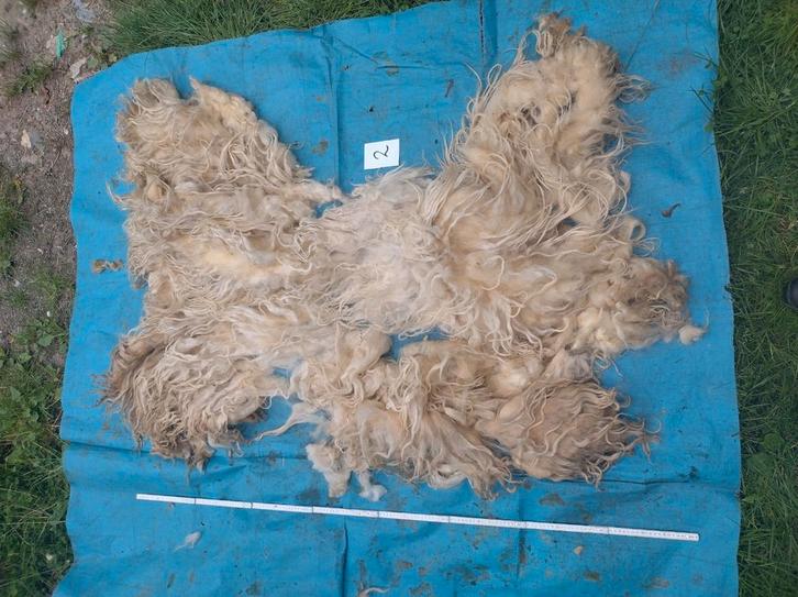 Ruwe wol, Mergellandschaap, Hobby en Vrije tijd, Spinnewielen en Spinnen, Nieuw, Spinwol, Ophalen of Verzenden