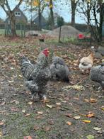 Gratis Brahma Haan, Dieren en Toebehoren, Pluimvee, Mannelijk, Kip