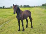 Top jaarling, Barock Pinto, Dieren en Toebehoren, Paarden, Gechipt, Niet van toepassing, 0 tot 2 jaar, Hengst