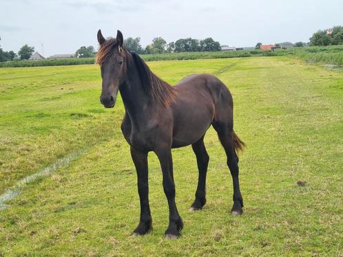 Top jaarling, Barock Pinto, Dieren en Toebehoren, Paarden, Hengst, Niet van toepassing, 160 tot 165 cm, 0 tot 2 jaar, Met stamboom