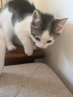Kitten, Poes, 0 tot 2 jaar