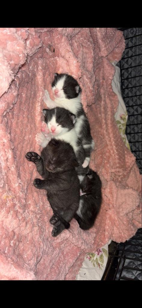 Kittens, Dieren en Toebehoren, Katten en Kittens | Overige Katten, Kortharig, Meerdere dieren