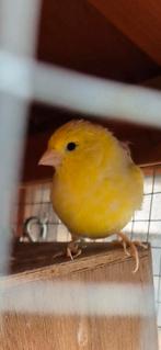 Kanaries, Dieren en Toebehoren, Geslacht onbekend, Kleurkanarie