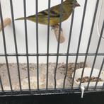 Bastaard zwartkopsijs man, Dieren en Toebehoren, Mannelijk, Wildzangvogel, Geringd