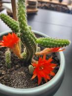 Catus, Ophalen, Cactus, Volle zon, Minder dan 100 cm